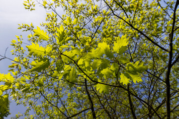 new oak foliage in sunny weather, part of an oak tree with new foliage that grew in spring closeup, oak blossom