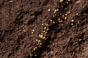and mixed with peat in which red beet seeds are planted closeup