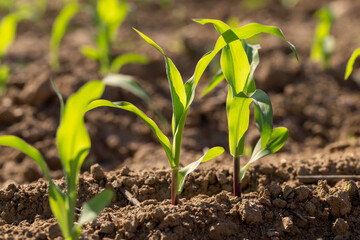 corn at dawn in the spring, a monocultural field with fresh corn sprouts in fertile soil with...