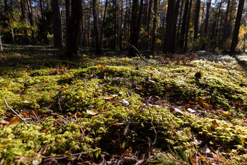 pines and other trees in the forest in Europe