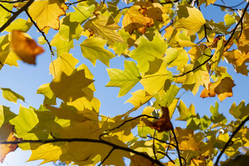 autumn weather, a tulip tree with yellowed foliage during leaf fall, close up, view from below