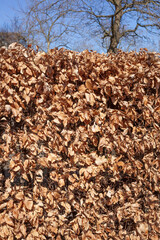 Braun verfärbtes Herbstlaub, tote Laubblätter an einer Hecke, Deutschland