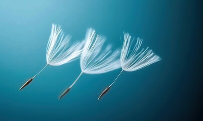Three delicate dandelion seeds float serenely against a tranquil blue backdrop, symbolizing new beginnings.