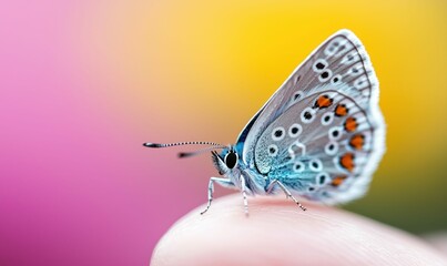 Obraz premium A stunning azure butterfly rests gently on a fingertip, showcasing its intricate wing patterns.