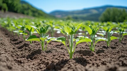 Young Green Plants Growing in Sunlit Fertile Soil in Countryside Field