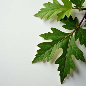 - Vibrant lygodium japonicum green leaves close up shot on white surface, decor, botany, tropical