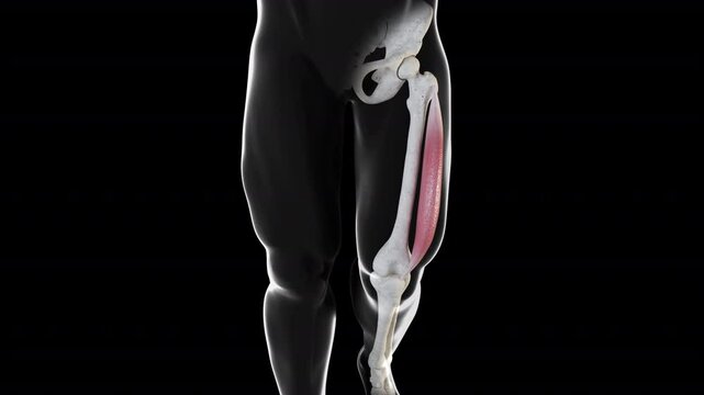Vastus Lateralis Muscle Movement Front View