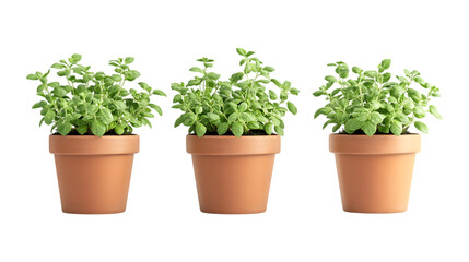 Fototapeta premium Pack of Marjoram Plants Set Against Transparent Background for Herbal, Culinary, or Home Gardening Design Projects