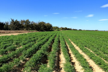 Carrot field in France in August