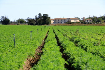 Carrot field in France in August