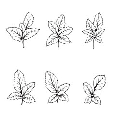 Obraz premium Elegant Mint Leaf Vector Line Art Design Idea