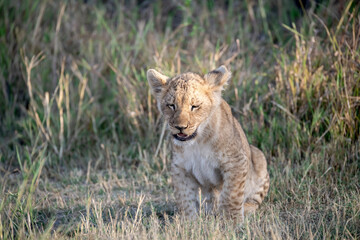 Obraz premium Lion Cubs Playing in Grass – Young African Wildlife in Savuti, Botswana