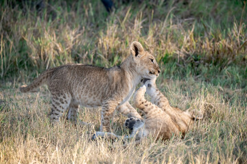 Obraz premium Lion Cubs Playing in Grass – Young African Wildlife in Savuti, Botswana