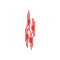 Smooth muscle tissue. Medical vector illustration.