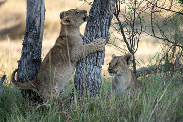 Obraz premium Lion Cubs Playing in Grass – Young African Wildlife in Savuti, Botswana