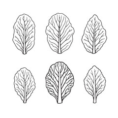 Minimal Lettuce Leaf Vector Line Art Drawing