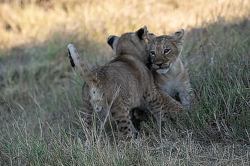 Fototapeta premium Lion Cubs Playing in Grass – Young African Wildlife in Savuti, Botswana