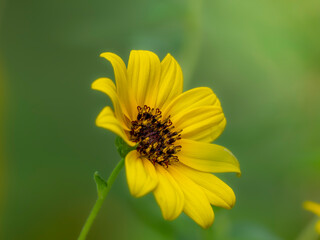 夏から秋の公園や花壇を彩るミニヒマワリのある風景。自然風景素材。ハート型のしべのある様子。