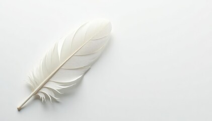 Obraz premium Crisp white feathers on a seamless white background , elegant, peaceful