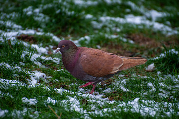 pigeon on the grass with snow