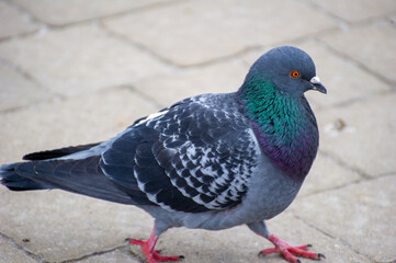 pigeon in the city