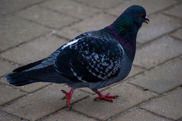 pigeon in the city