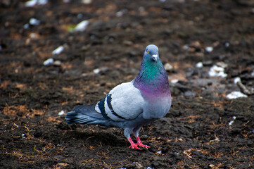pigeon on the ground