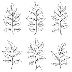 Stunning Gotu Kola Leaf Vector Line Art Design