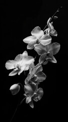 Branch of white orchid on black background
