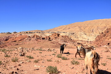 Goats in the area of Wadi Musa, Petra, Jordan