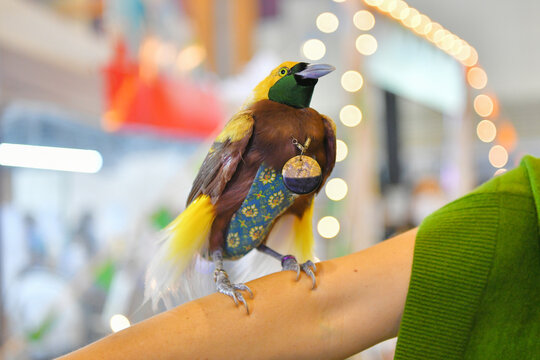 portrait bird-of-paradise apoda on hand 