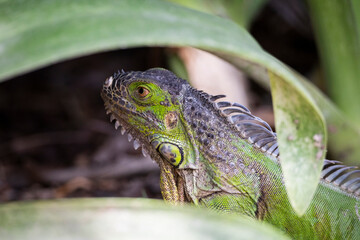Iguanas de diferentes tipos en el parque Xcaret de Rivera Maya en México, están por todo el parque y en las rocas
