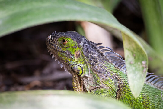 Iguanas de diferentes tipos en el parque Xcaret de Rivera Maya en M&eacute;xico, est&aacute;n por todo el parque y en las rocas