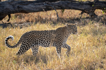 Obraz premium Leopard in wild savannah , Animal of africa