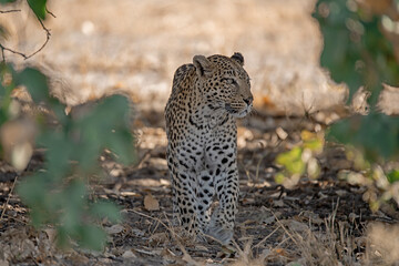 Obraz premium Leopard in wild savannah , Animal of africa