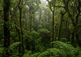 Fototapeta premium Lush Rainforest Scenery Dense Green Jungle, Tropical Trees and Flora, Nature Background.