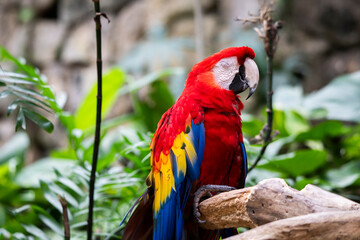 Aves en el aviario de Xcaret en Rivera Maya, México, en libertad y muy bien cuidados 