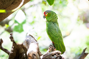 Aves en el aviario de Xcaret en Rivera Maya, México, en libertad y muy bien cuidados 