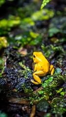 Bright yellow poison dart frog sitting on damp forest floor, surrounded by green moss and dark soil