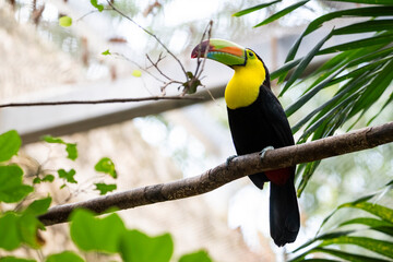 Aves en el aviario de Xcaret en Rivera Maya, México, en libertad y muy bien cuidados 
