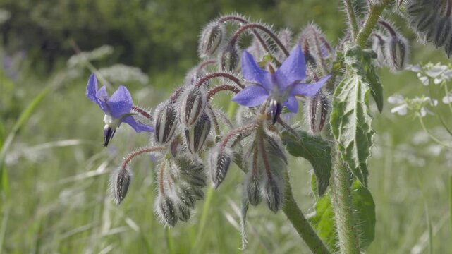 Blue flowers of  borage  ,borago officinalis