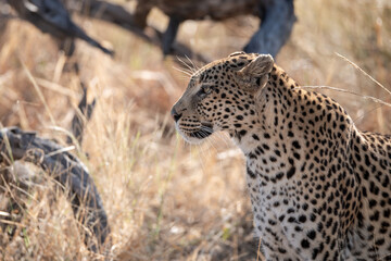 Leopard Hidden in Golden Grass – Animal of Africa -Leopard in wild savannah 