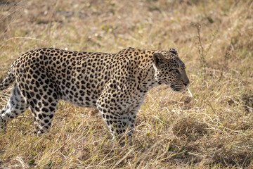 Fototapeta premium Leopard Hidden in Golden Grass – Animal of Africa -Leopard in wild savannah 