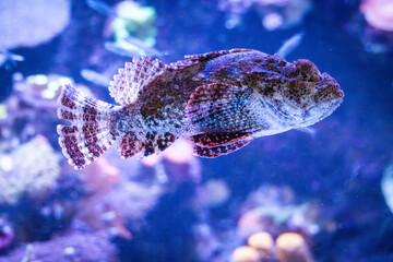 Peces de colores y diferentes formas en el acuario de Xcaret en Rivera Maya 