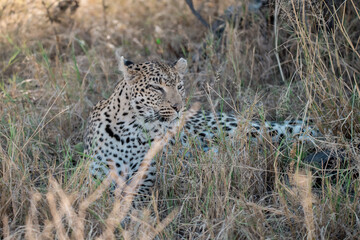 Naklejka premium Leopard Hidden in Golden Grass – Animal of Africa -Leopard in wild savannah 