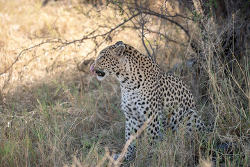 Naklejka premium Leopard Hidden in Golden Grass – Animal of Africa -Leopard in wild savannah 