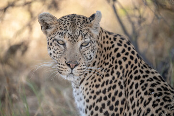 Leopard Hidden in Golden Grass – Animal of Africa -Leopard in wild savannah 