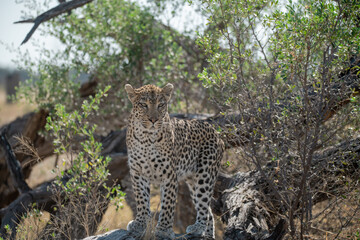 Obraz premium Leopard Hidden in Golden Grass – Animal of Africa -Leopard in wild savannah 