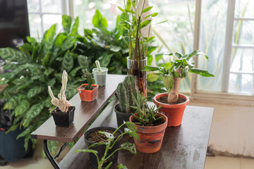 Potted plants flourishing on table near window, creating indoor oasis