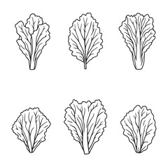 Vibrant Lettuce Leaf Vector Line Drawing Artwork